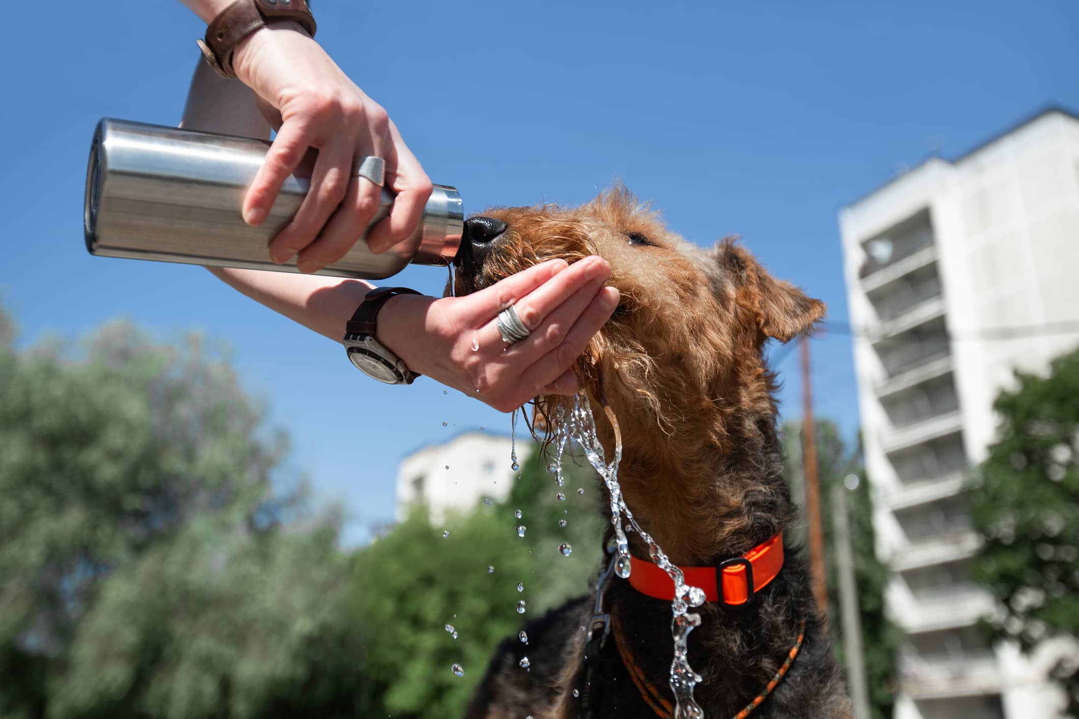 how can you tell if a dog is dehydrated