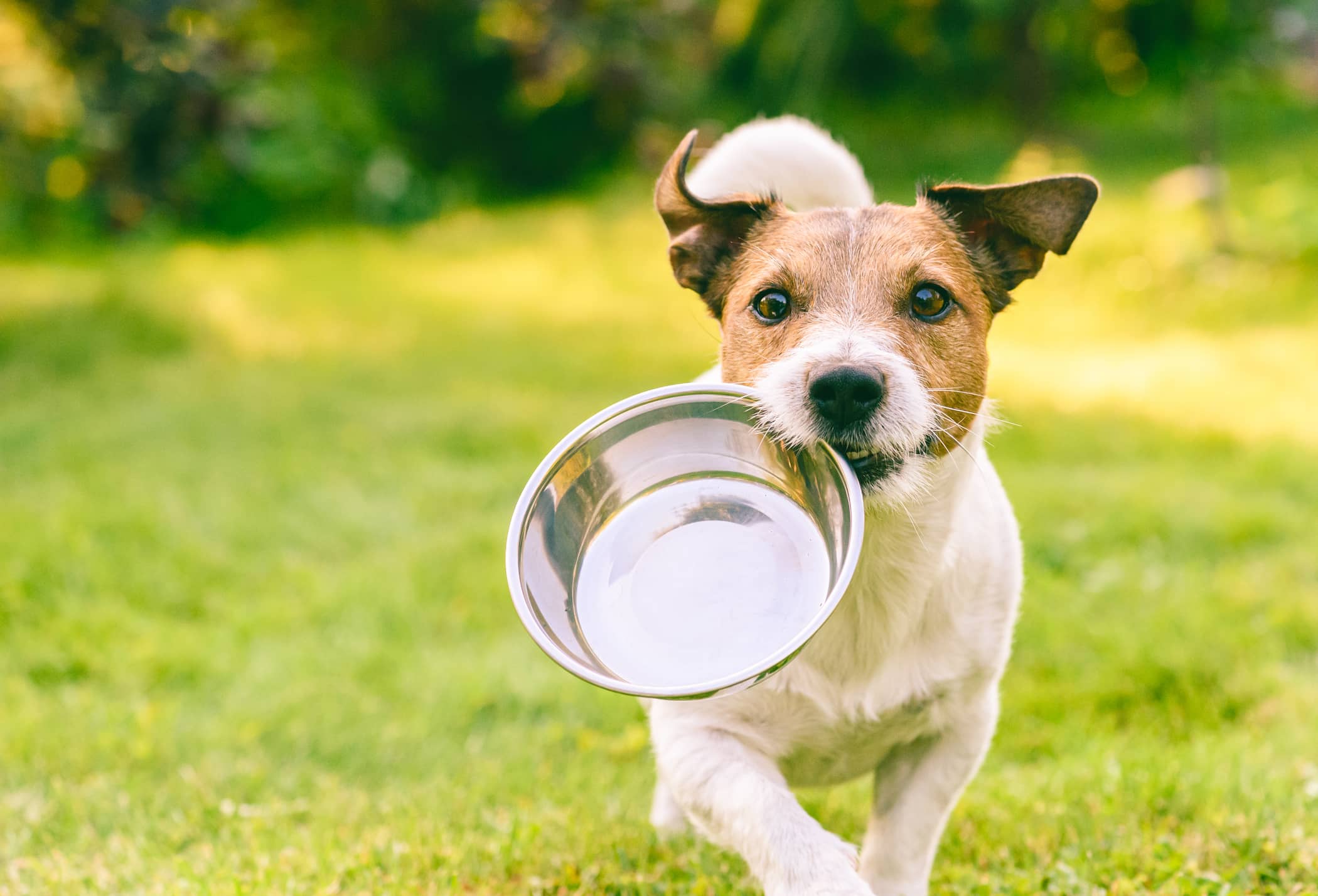 why is my dog not drinking water but eating