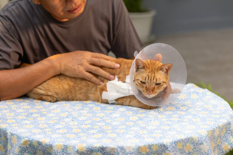 Kingsgrove Animal Hospital Can Cat Wounds Heal On Their Own? Here’s