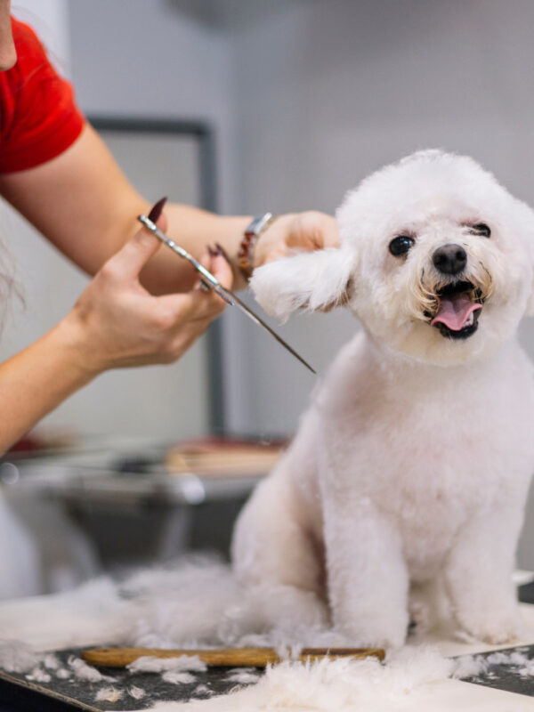 why is pet grooming important