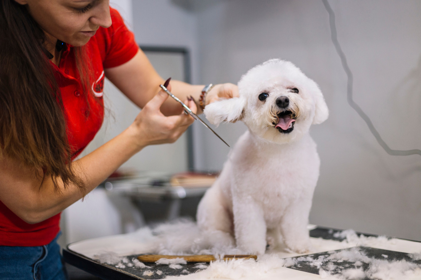 why is pet grooming important