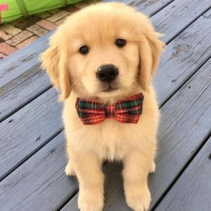 Cute Labrador Puppy