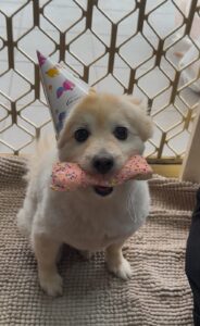 Mel the Pom X Dog