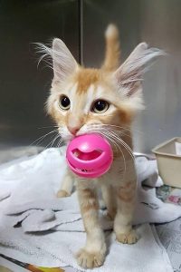 Nemo the Cat